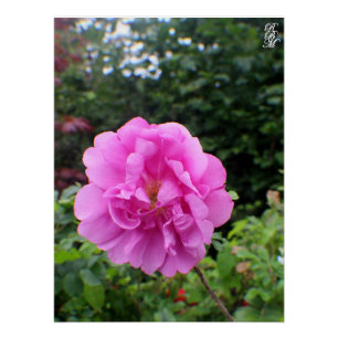 Een Enkele Roze Bloem Perfect Poster