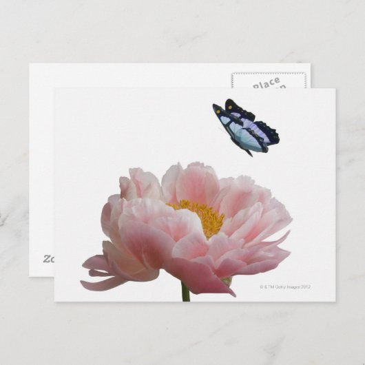 een etheral bezoekt een grote roze pony briefkaart (Voorkant / Achterkant)