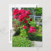 Een explosie van het Briefkaart van Rozen (Voorkant / Achterkant)