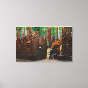 Een Fallen Giant, Humboldt State Park Canvas Afdruk