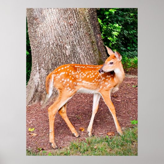 Een fawn poster (Voorkant)
