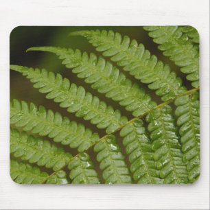 Een fern detail van het Mindo Cloud Forest. Muismat