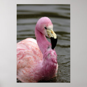 Een foto in gevangenschap van een Andes Flamingo Poster