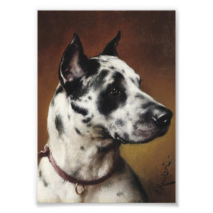 Een foto van Great dane Afdruk