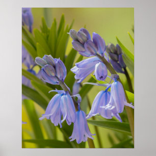 Een foto van het Engelse Poster Bluebells/Print
