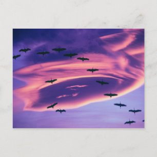Een fotocomposiet van zandheugkraanvogels in vluch briefkaart
