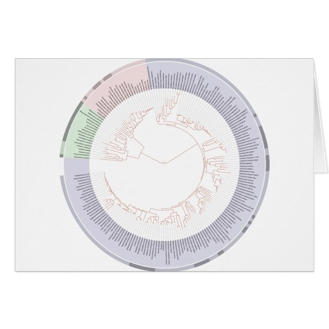 Een fylogenetische boom van het leven (Voorkant Horizontaal)