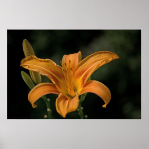 Een Garden Delight Print