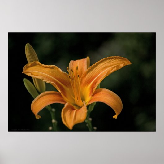 Een Garden Delight Print (Voorkant)