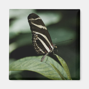 Een gebalanceerd maalmagneet magneet