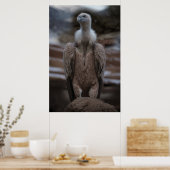 Een gedetailleerd Griffon gierportret Poster (Keuken)