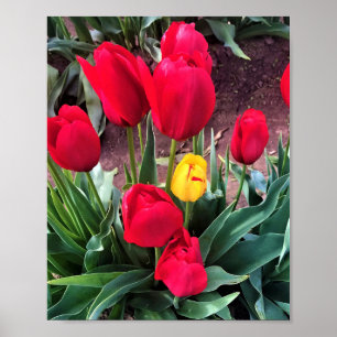 Eén geel met rode tulpen poster