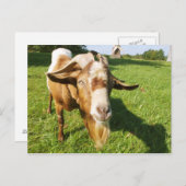 Een geit - briefkaart (Voorkant / Achterkant)