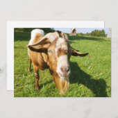 Een geit - uitnodiging (Voorkant / Achterkant)