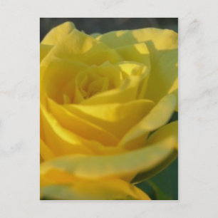 Een gele Rose Briefkaart