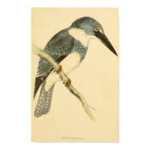 Een geschiedenis van Britse vogels 1863 BELTED-KIN