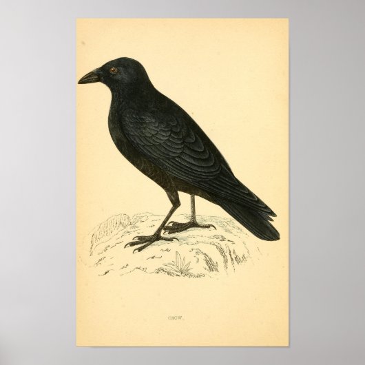Een geschiedenis van de Britse vogels 1863 CROW Poster (Voorkant)