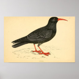 Een geschiedenis van de Britse vogels 1863 HOESTEN Poster