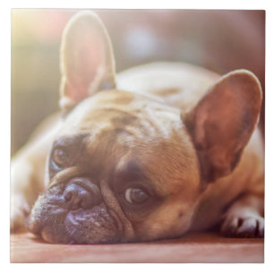 Een geweldige franse bulldog tegeltje