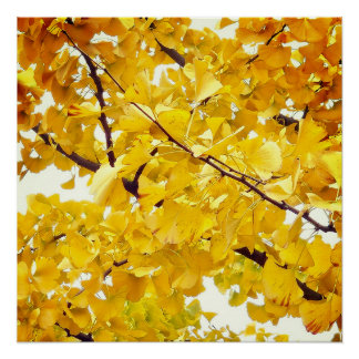 Een ginkgoboom die de herfst omarmt perfect poster