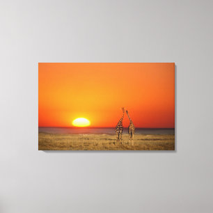 Een giraffe stel loopt de zonsondergang tegemoet, canvas afdruk