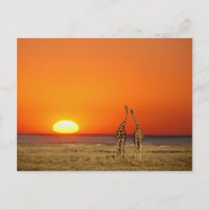 Een giraffenpaar loopt richting de zonsondergang, briefkaart