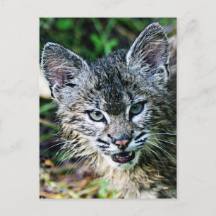 Een glimlachende Bobcat Kitten Briefkaart