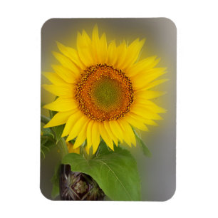 een gloeiende zonnebloem magneet