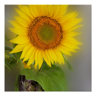 een gloeiende zonnebloem perfect poster