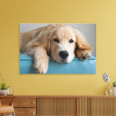 Een Golden Retriever Puppy Canvas Afdruk (Insitu (Woonkamer))