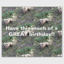 Een grappige Hongaarse Vizsla rol van verpakkingsp