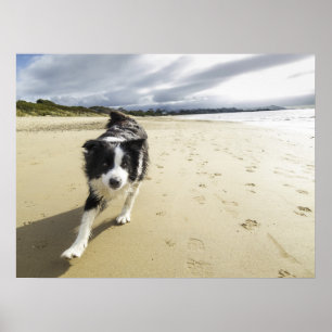 Een grenspoelhond die op de strand loopt poster