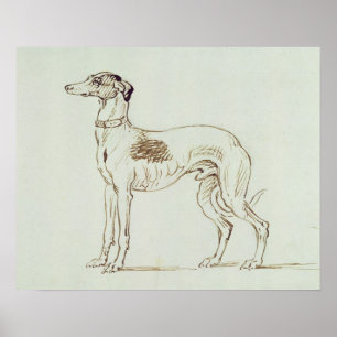 Een Greyhound, links naast elkaar (pen en inkt op Poster