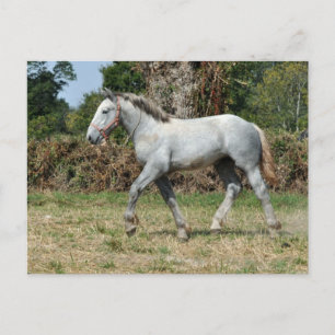 Een grijze Percheron-vogel in Frankrijk Briefkaart