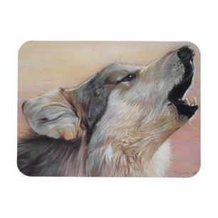 een grijze wolf in het wild die tegen zonsondergan magneet