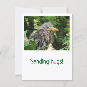 Een groene reiger briefkaart