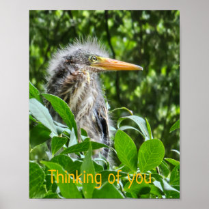 Een groene reiger. Denken aan jou Poster