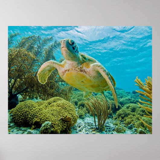 Een groene schildpad op de zwarte riffen van Bonai Poster (Voorkant)