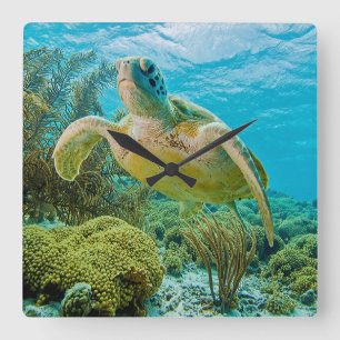 Een groene schildpad op de zwarte riffen van Bonai Vierkante Klok