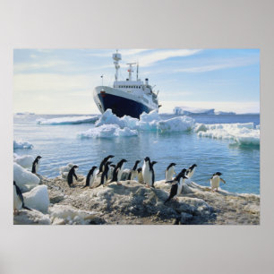 Een groep pinguïns die op een valkuil staan poster