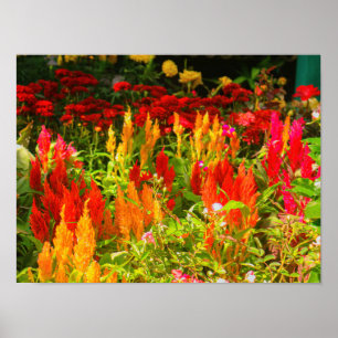 Een groep prins van Wales Feathers Poster