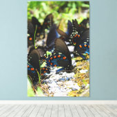 Een groep van Swallowtails Canvas Afdruk (Insitu (Houten vloer))