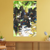 Een groep van Swallowtails Canvas Afdruk (Insitu (Woonkamer))
