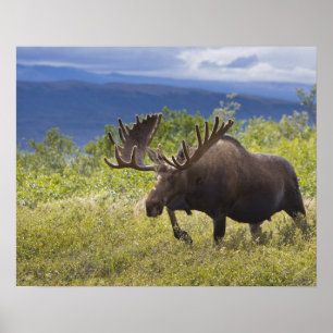 Een grote mannetjeseland staat tussen de wilgen poster