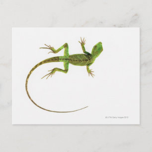 Een hagedis op zuiver witte grond briefkaart