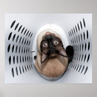 Een handige Siamese kat die op een hamer kijkt