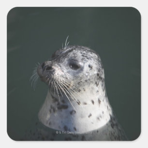 Een havenzegel vierkante sticker