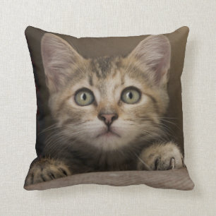 Een heel zoete tablet Kitten Kussen