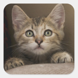 Een heel zoete tablet Kitten Vierkante Sticker