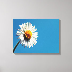 Een heldere Witte Daisy onder een Big Blue Sky Canvas Afdruk